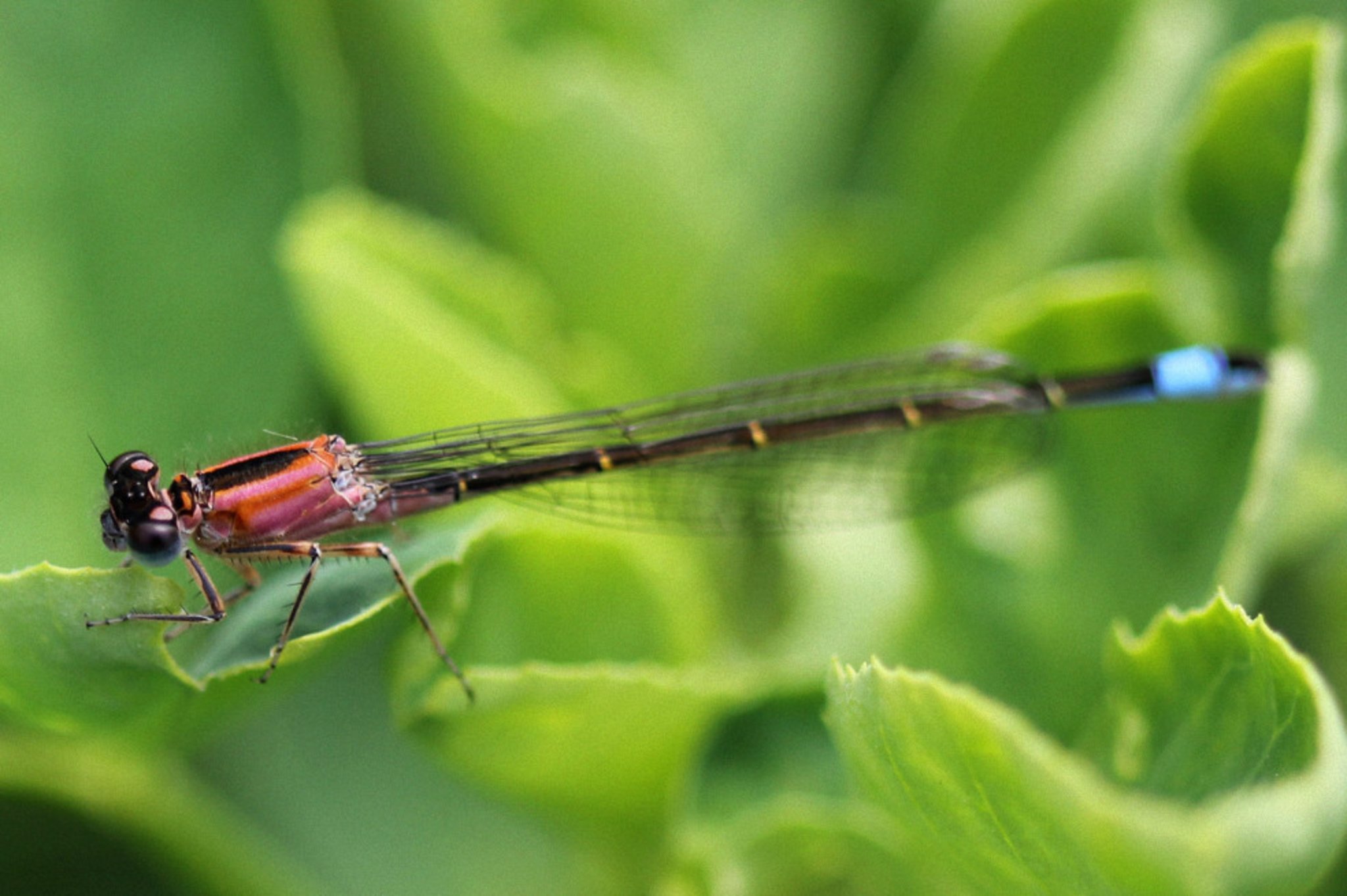 Große Pechlibelle CastropRauxel