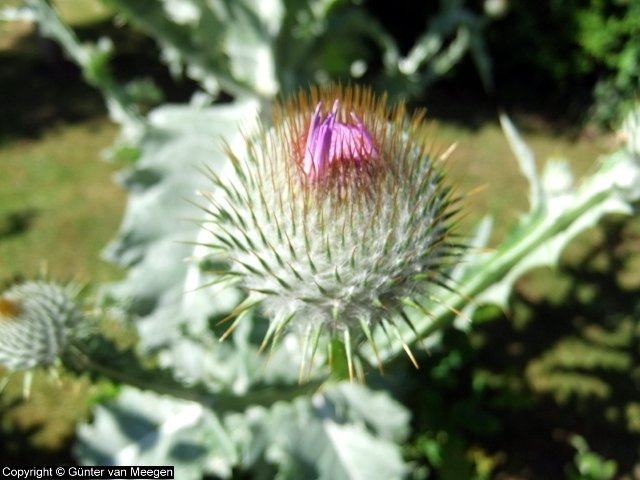 Die Schottische Distel - Eselsdistel - Bedburg-Hau