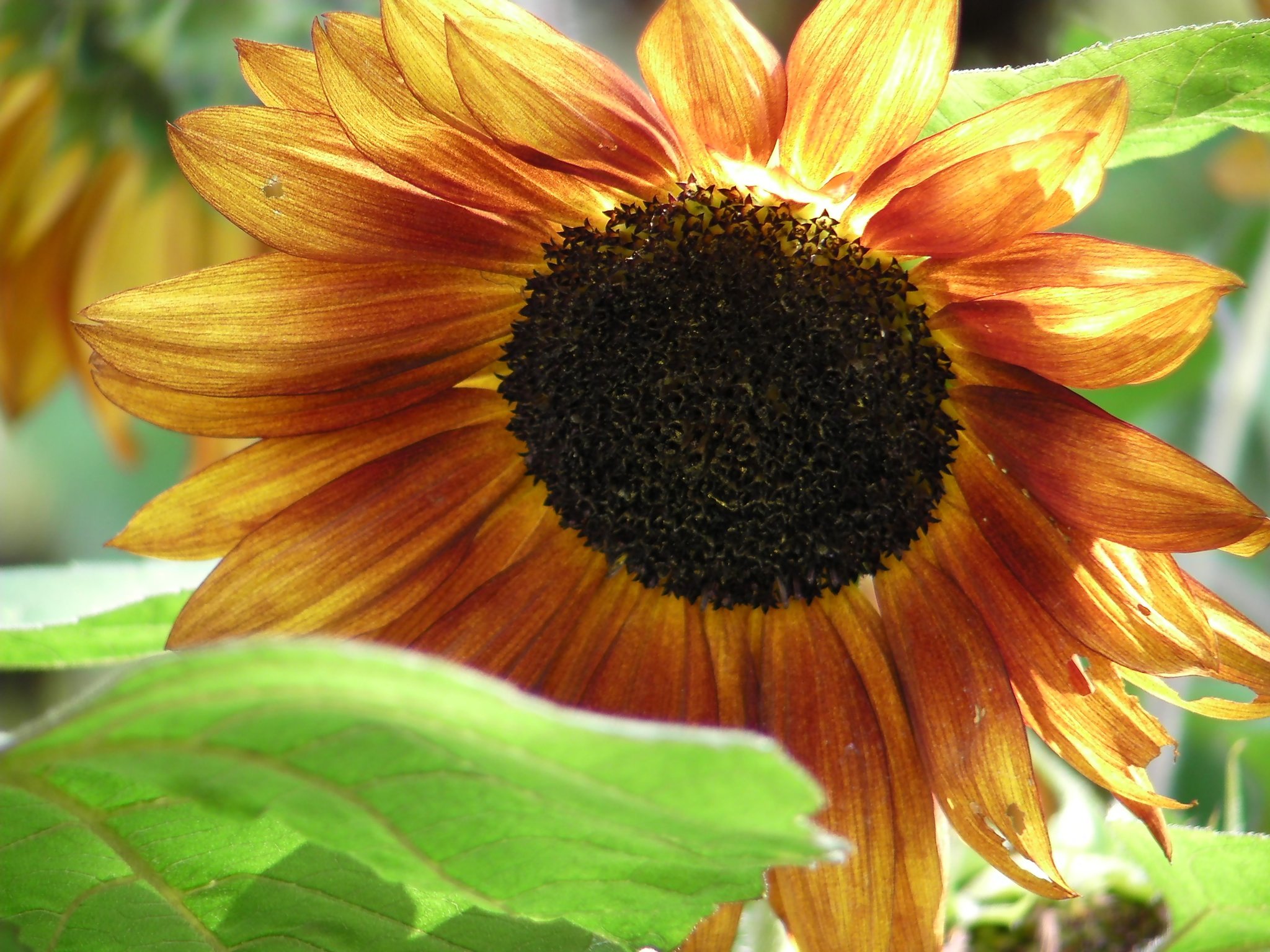 Blume Der Nacht Blume Der Nacht