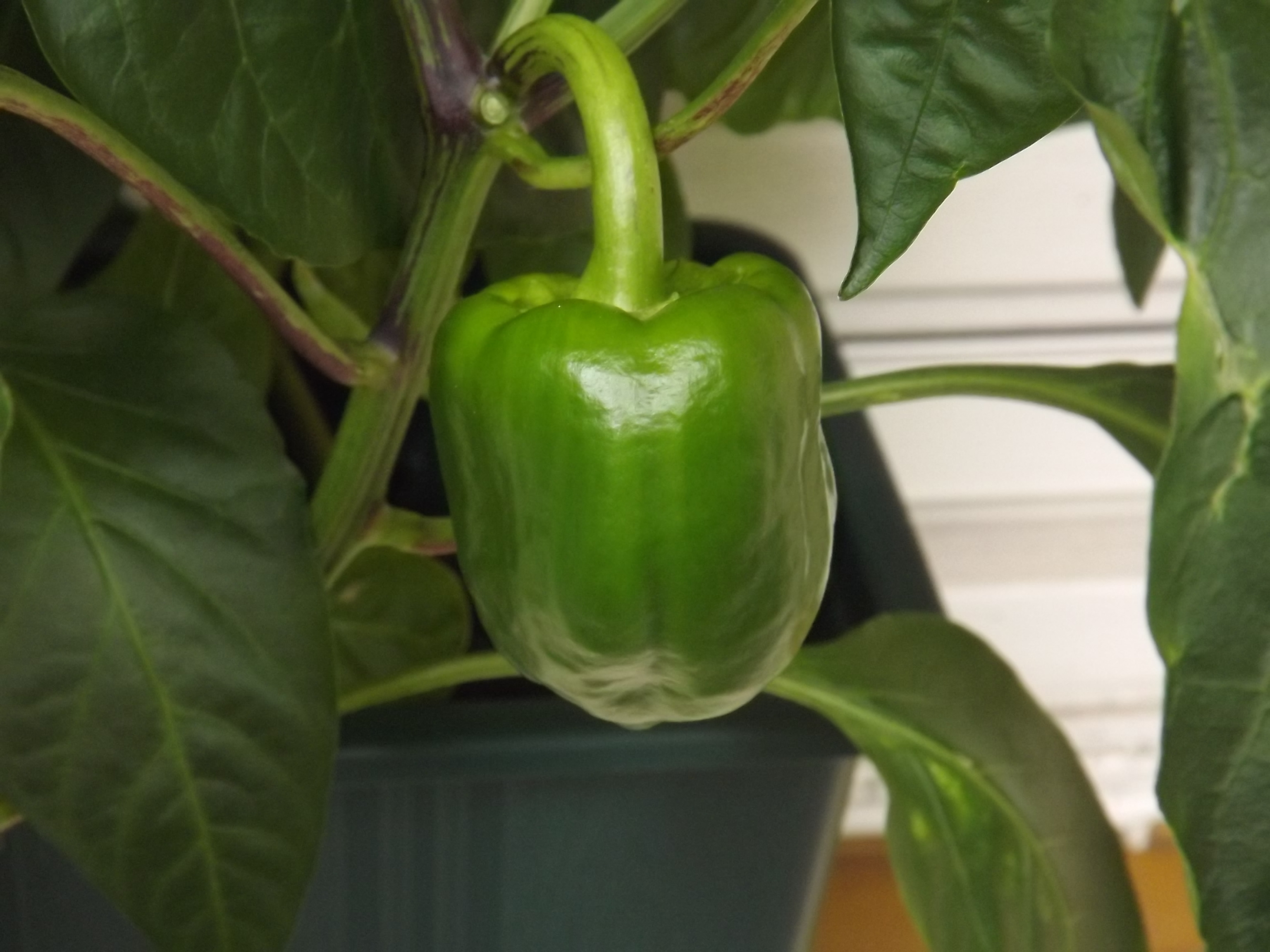 Blumenkasten - Thema