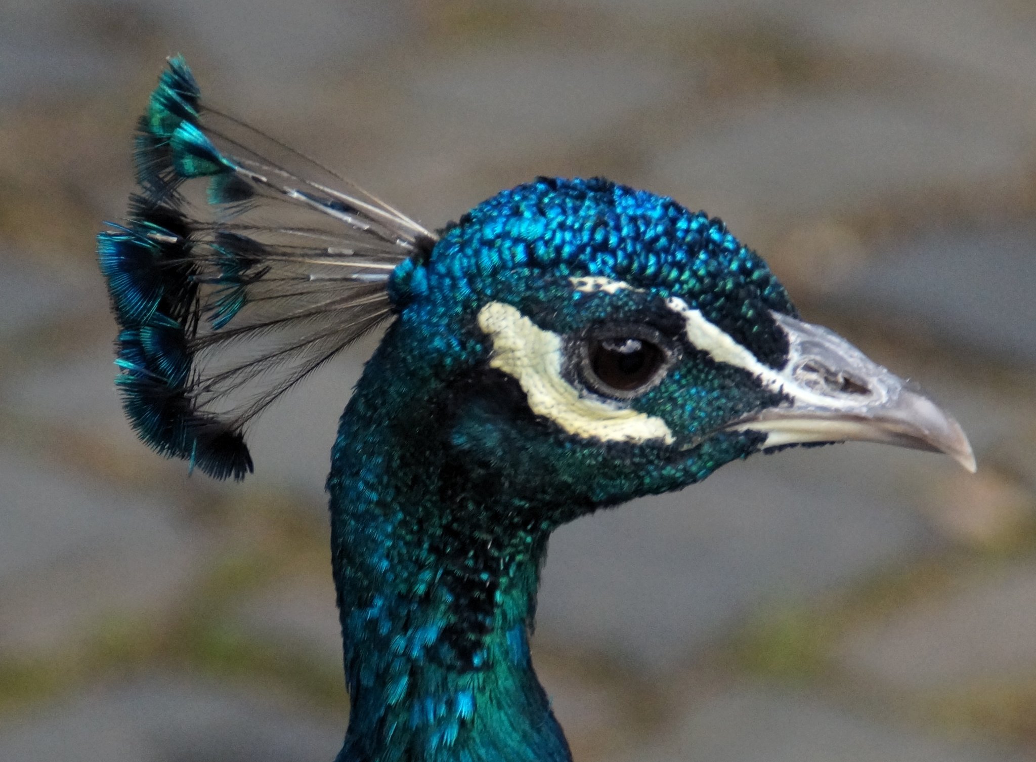 Pfauen von Schloß Rheydt Düsseldorf