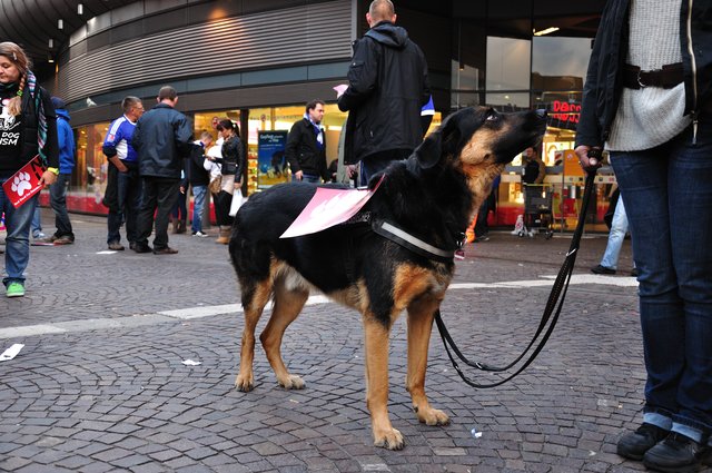 Mahnwache am 18.09.2013 für die Strassenhunde in Rumänien.Foto:Kurt Gritzan