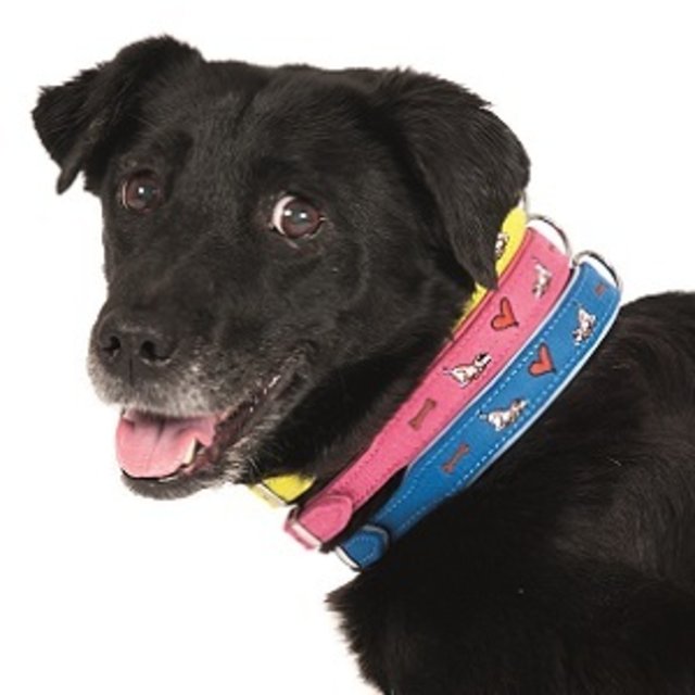 Die Kombimation aus Leder und Filz macht dieses Halsband extrem robust. Das gebuggte Leder verhindert Haarbruch beim Hundefell. | Foto: gong-verlag.de