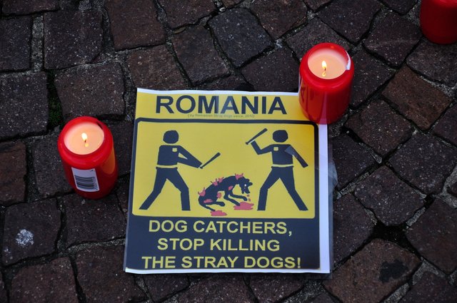 Mahnwache am 18.09.2013 für die Strassenhunde in Rumänien.Foto:Kurt Gritzan