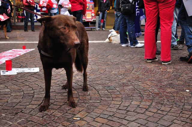 Mahnwache am 18.09.2013 für die Strassenhunde in Rumänien.Foto:Kurt Gritzan