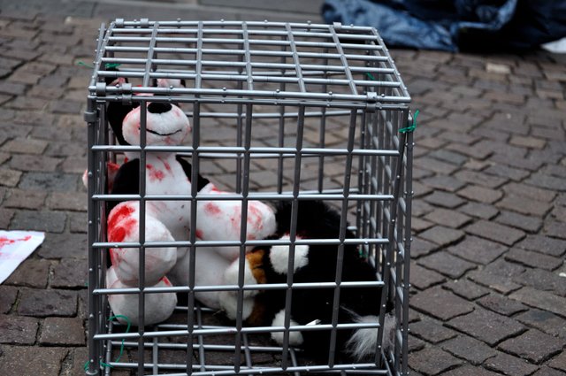 Mahnwache am 18.09.2013 für die Strassenhunde in Rumänien.Foto:Kurt Gritzan