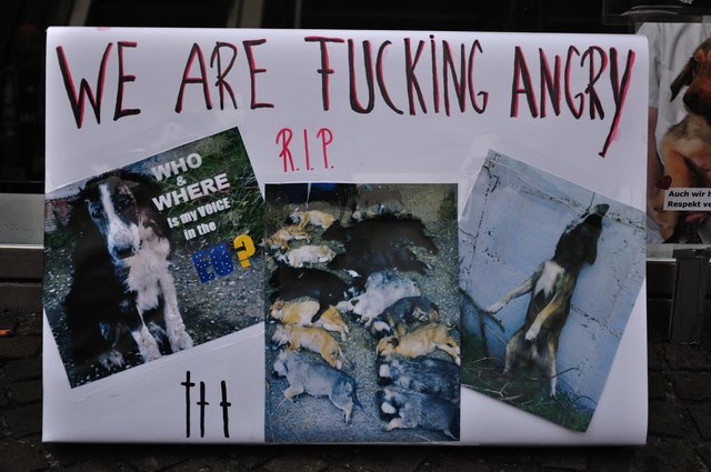 Mahnwache am 18.09.2013 für die Strassenhunde in Rumänien.Foto:Kurt Gritzan