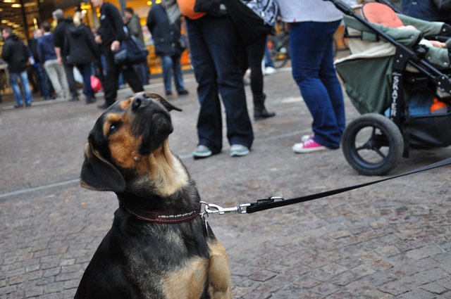 Mahnwache am 18.09.2013 für die Strassenhunde in Rumänien.Foto:Kurt Gritzan