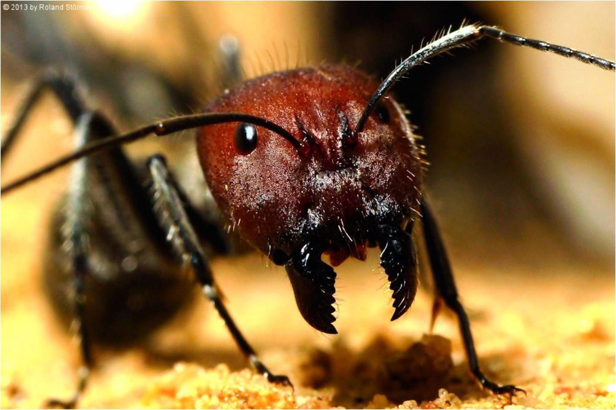 Camponotus singularis tropische Ameisenart aus Asien Unna