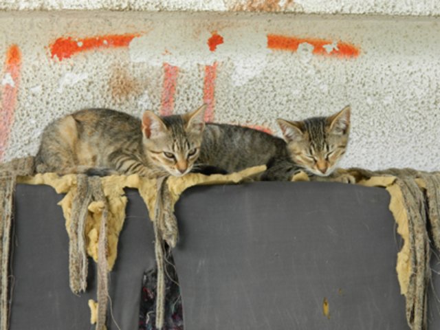 Auf der Straße geht es für die Katzen meist ums nackte Überleben