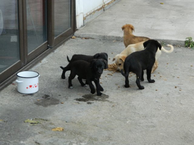 Überall traf das Reporterteam auf hungrige Welpen.