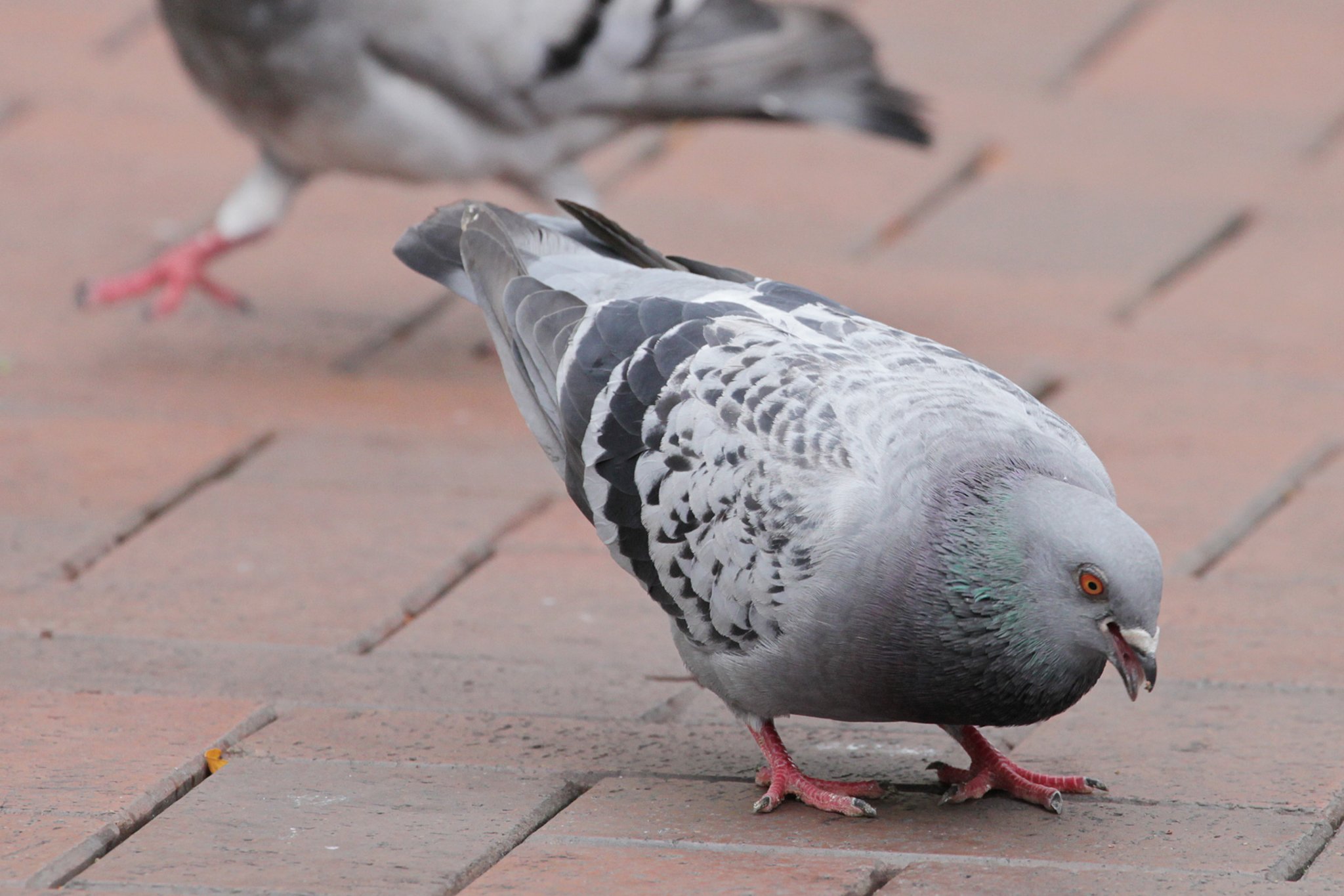 Taubenkot Wird Problem In Der City L nen
