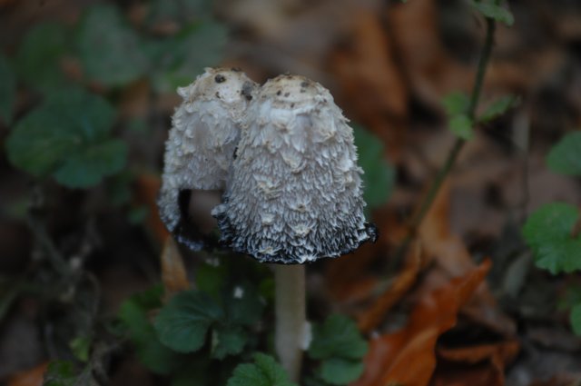 So schön ist "Unser Herbst" - Herne