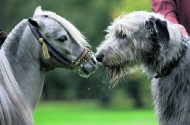 Miniponys und große Hütehunde treffen sich auf der teirischen Messe in den Westfalenhallen. | Foto: Veranstalter