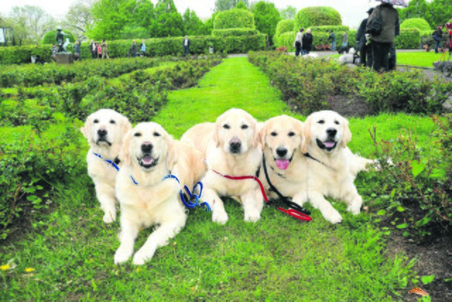Rassehunde und Mischlinge, die sich einem Wettbewerb stellen und viele Tipps rund um die Vierbeiner bietet die Messe. | Foto: Schmitz