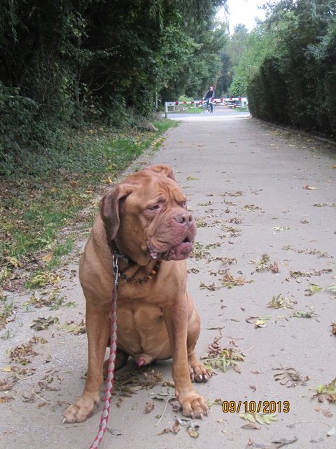 ..auch mein Hund "Fu" erkundet den Rheinischen Esel...