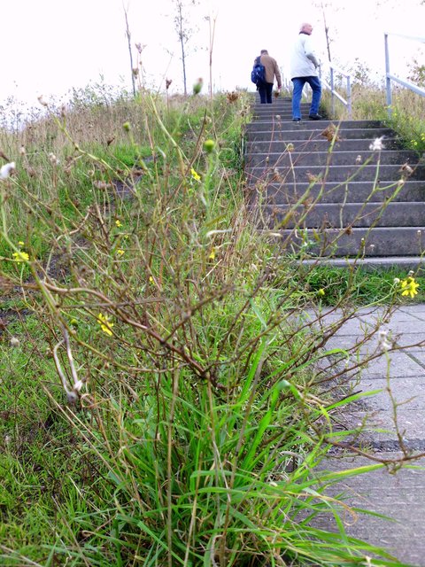 RAUF... ein WEG aufwärts... ist anstrengend, aber doch oft der erquickendste´... oben ankommen ja, OBEN BLEIBEN ist allerdings nicht das Ziel, nicht das Ende...