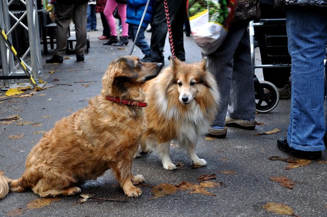 Herbstfest 2013 im Tierheim Gelsenkirchen.Foto:Kurt Gritzan