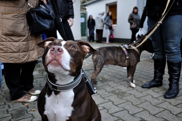 Herbstfest 2013 im Tierheim Gelsenkirchen.Foto:Kurt Gritzan