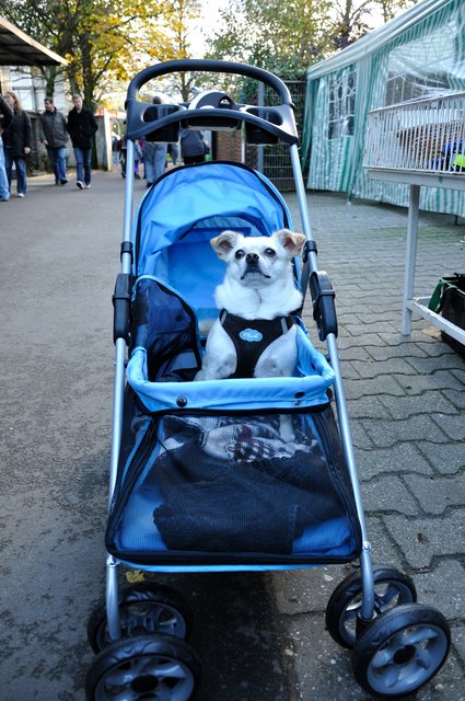 Herbstfest 2013 im Tierheim Gelsenkirchen.Foto:Kurt Gritzan