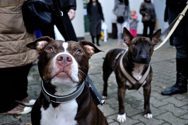 Herbstfest 2013 im Tierheim Gelsenkirchen.Foto:Kurt Gritzan