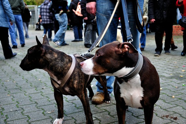 Herbstfest 2013 im Tierheim Gelsenkirchen.Foto:Kurt Gritzan