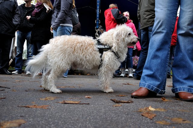 Herbstfest 2013 im Tierheim Gelsenkirchen.Foto:Kurt Gritzan