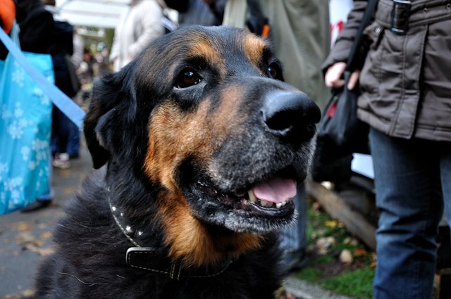 Herbstfest 2013 im Tierheim Gelsenkirchen.Foto:Kurt Gritzan