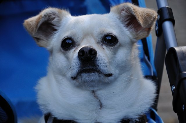 Herbstfest 2013 im Tierheim Gelsenkirchen.Foto:Kurt Gritzan