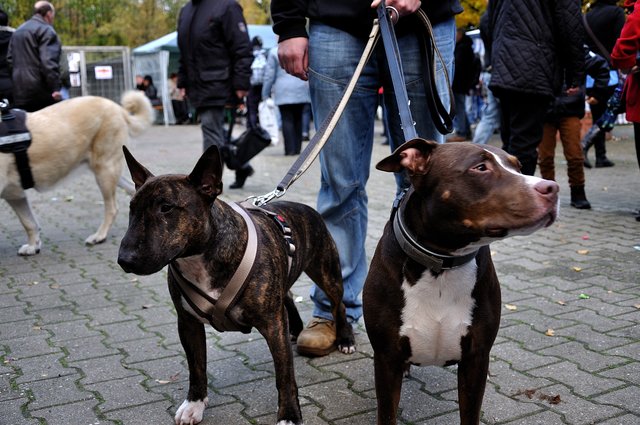 Herbstfest 2013 im Tierheim Gelsenkirchen.Foto:Kurt Gritzan