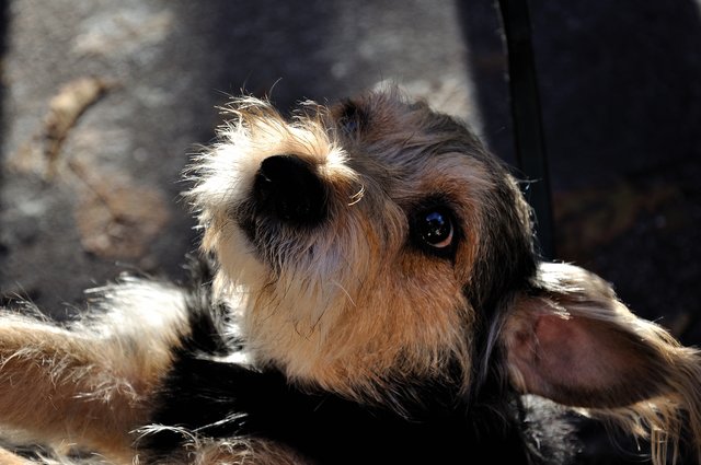 Herbstfest 2013 im Tierheim Gelsenkirchen.Foto:Kurt Gritzan