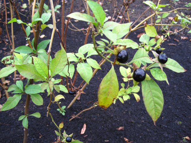 Die Tollkirsche, Belladonna, ist noch im November schwarzglänzend und verführerisch...leider extrem giftig. In homöopathischer Dosis auch eine Skorpion-Heilpflanze!