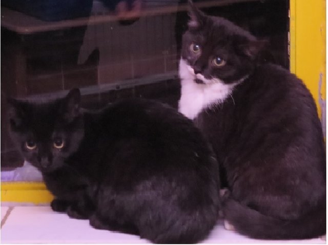 Die jungen Katzengeschwister sind sehr schüchtern.