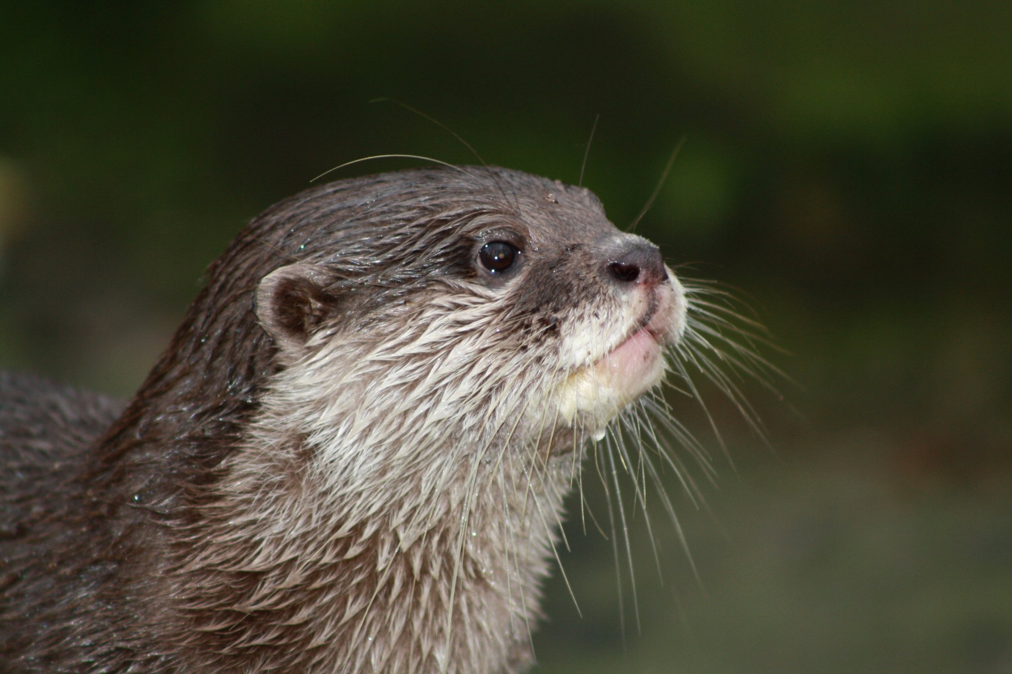 Aufgedrehte Otter - Oberhausen