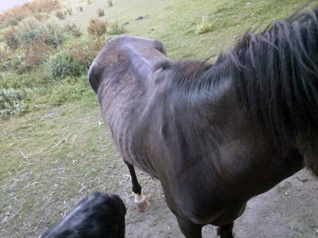 Stark abgemagerte und verwahrloste Ponys leben auf einer Weide in Selm.
