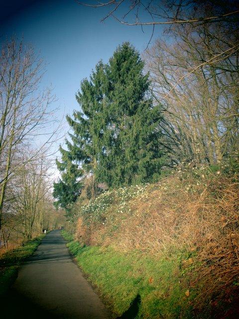 Schön gewachsene Tanne... in Essen