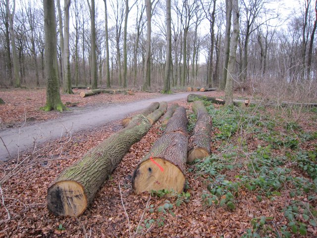 Ärger um Abholzung 40 alter Buchen und Eichen im Wickeder Ostholz