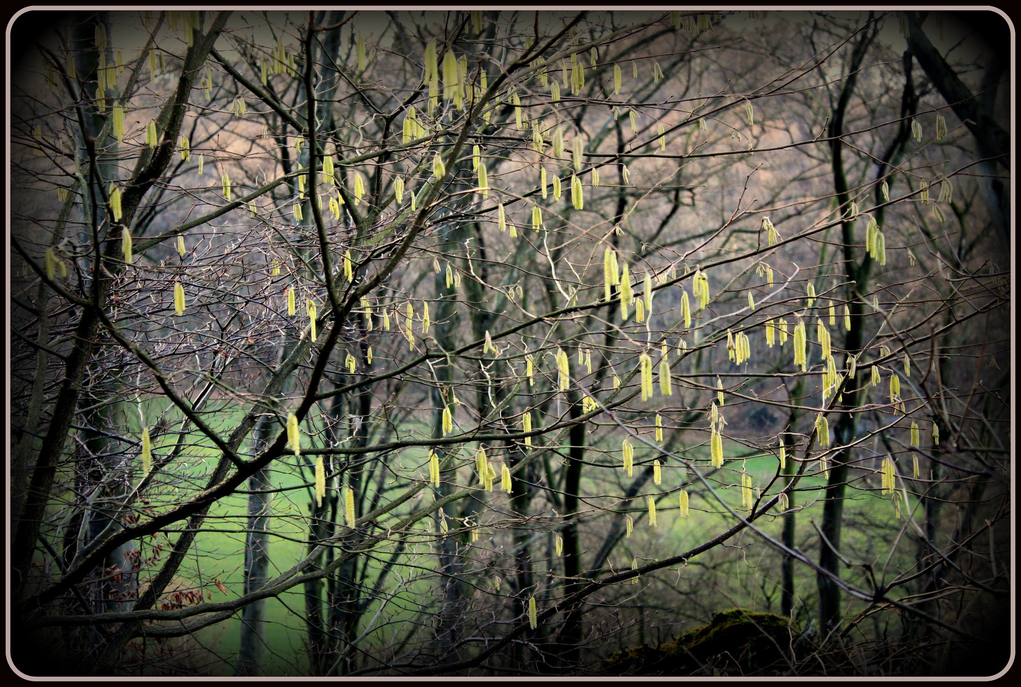 Haselsträucher - Bochum