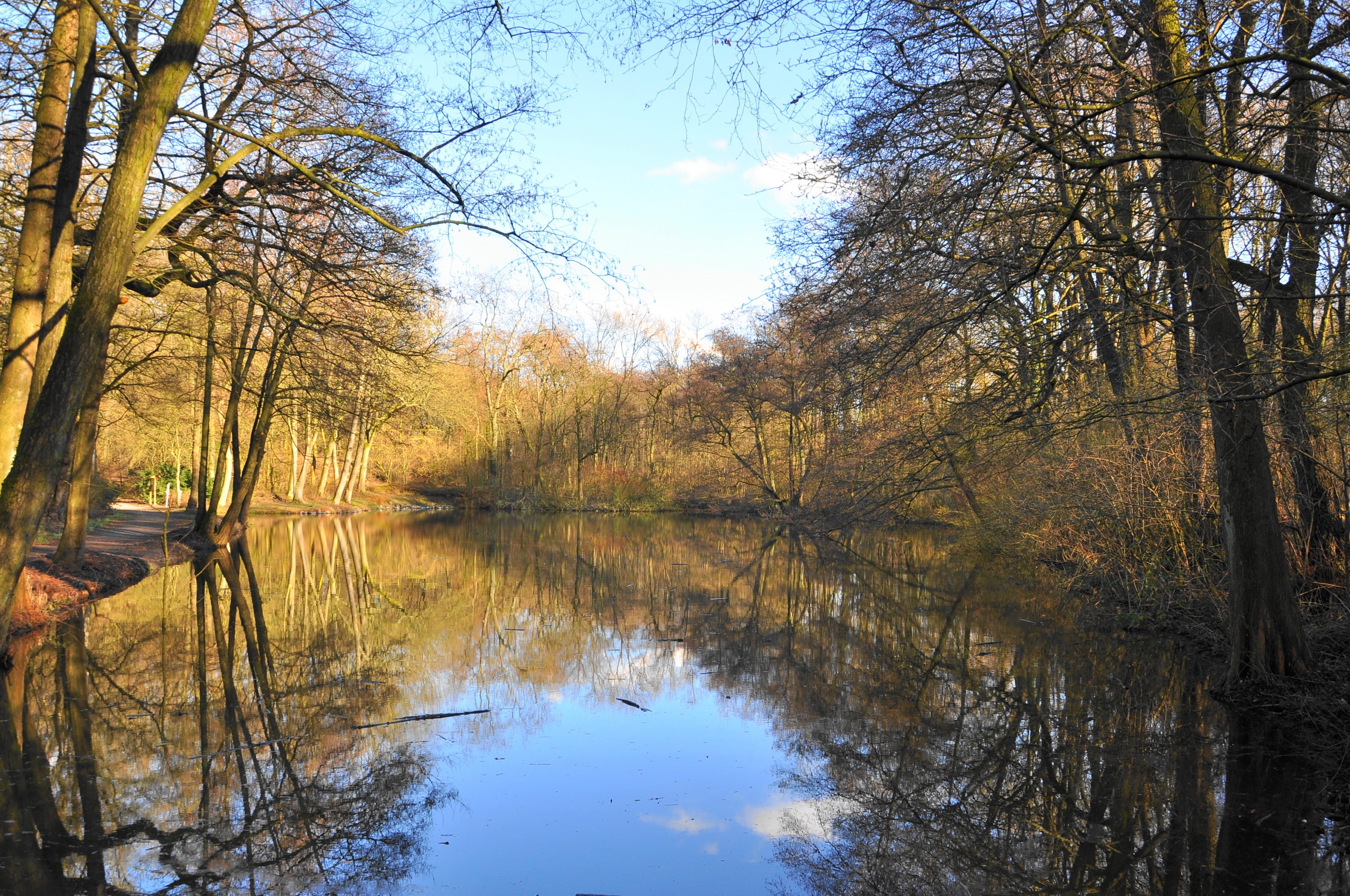 Teich im Grutholz