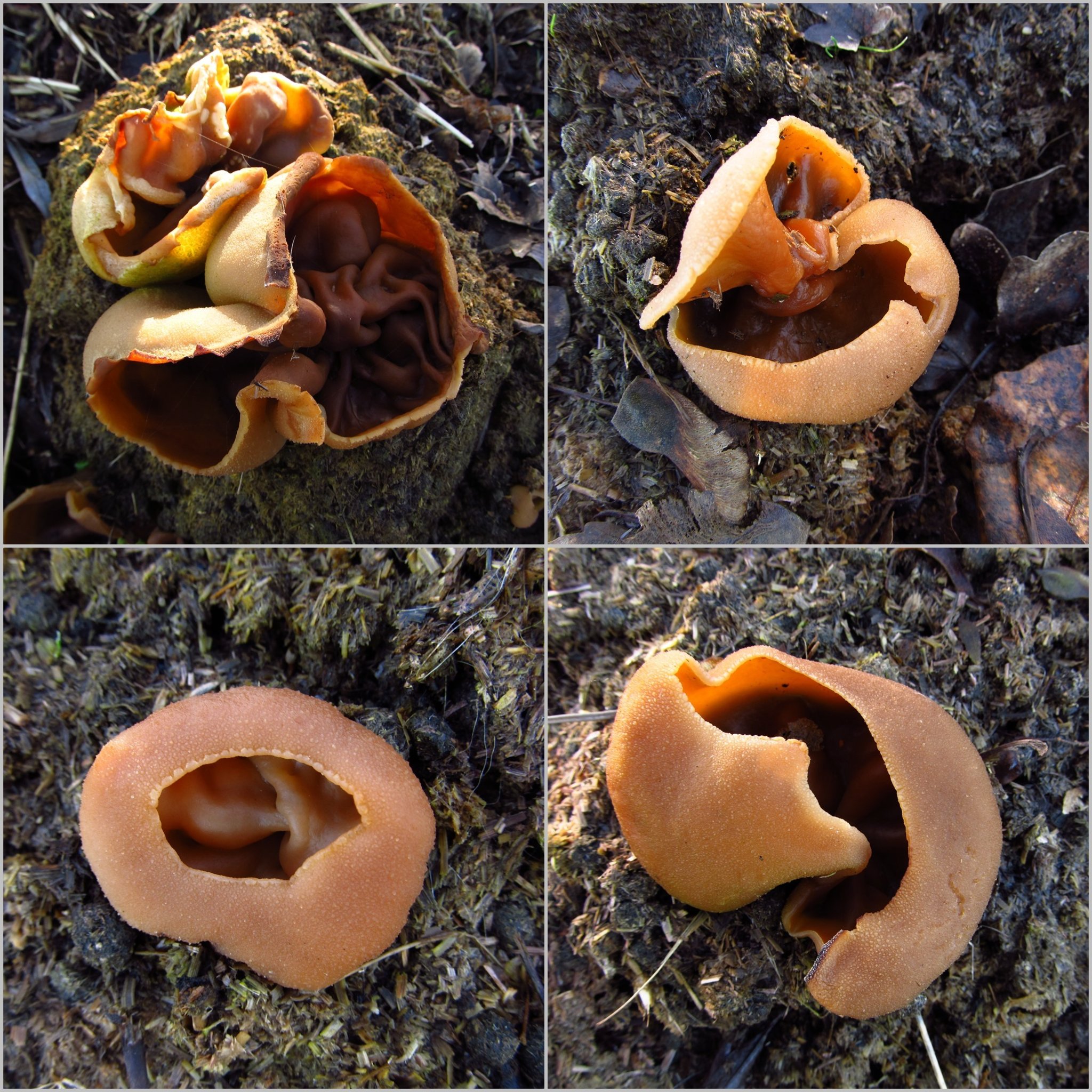 Blasige Becherling (Peziza vesiculosa) Xanten