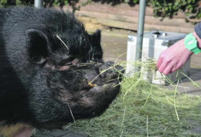 Schwein „Schnitzel“ war einer der Höhepunkte.