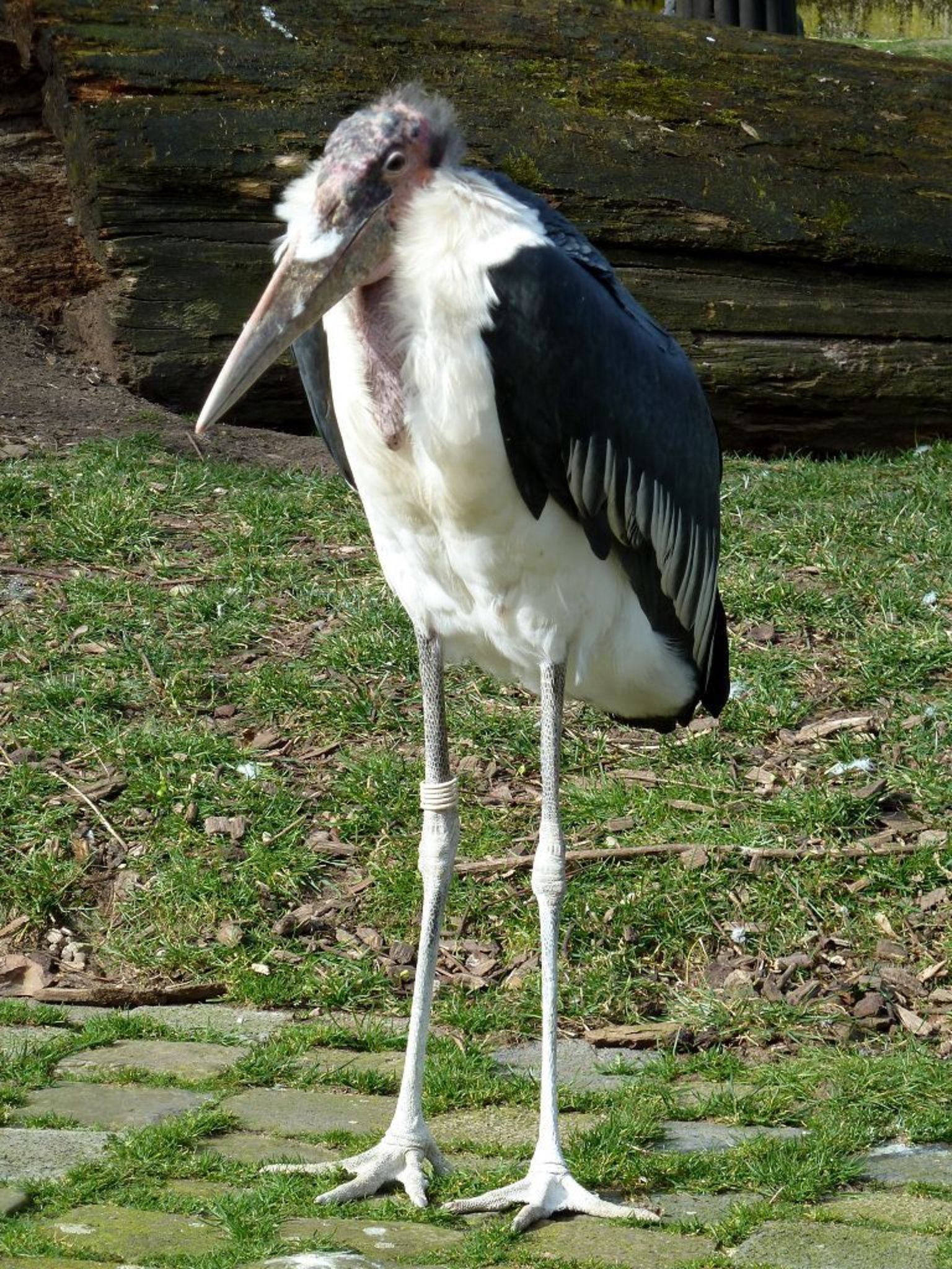 Afrikanischer Marabu Duisburg