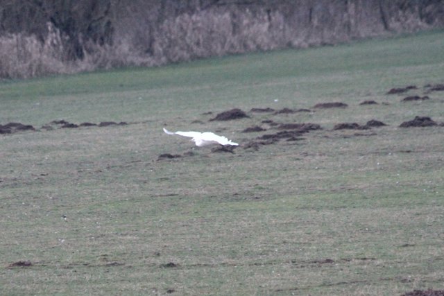 Silberreiher im Anflug ....