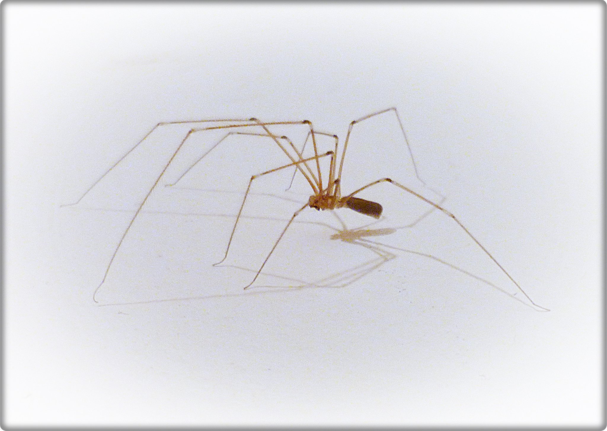 Spinne des Jahres 2003: Die Große Zitterspinne (Pholcus phalangioides ...