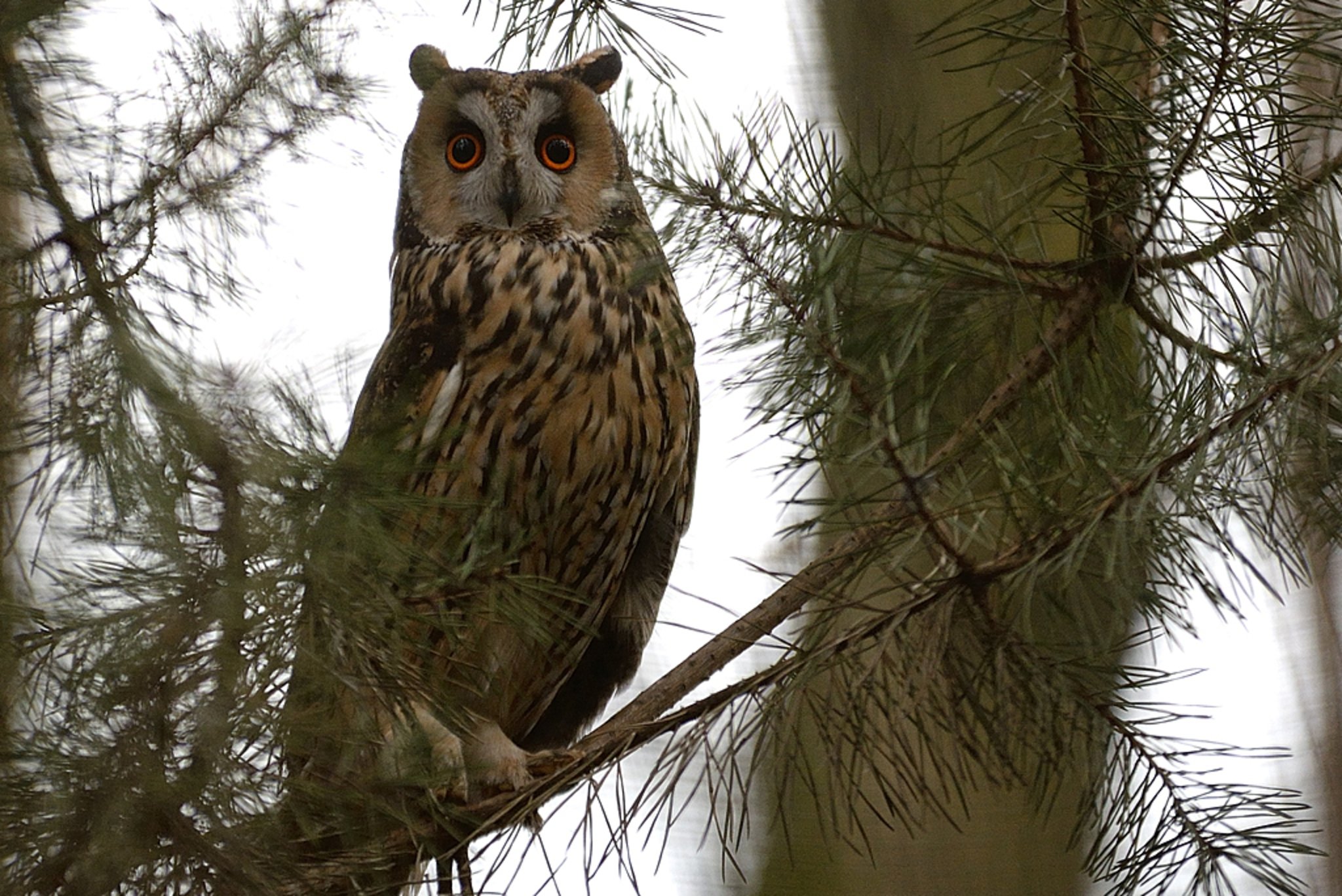 Falke, Adler, Eule und co. Hamminkeln
