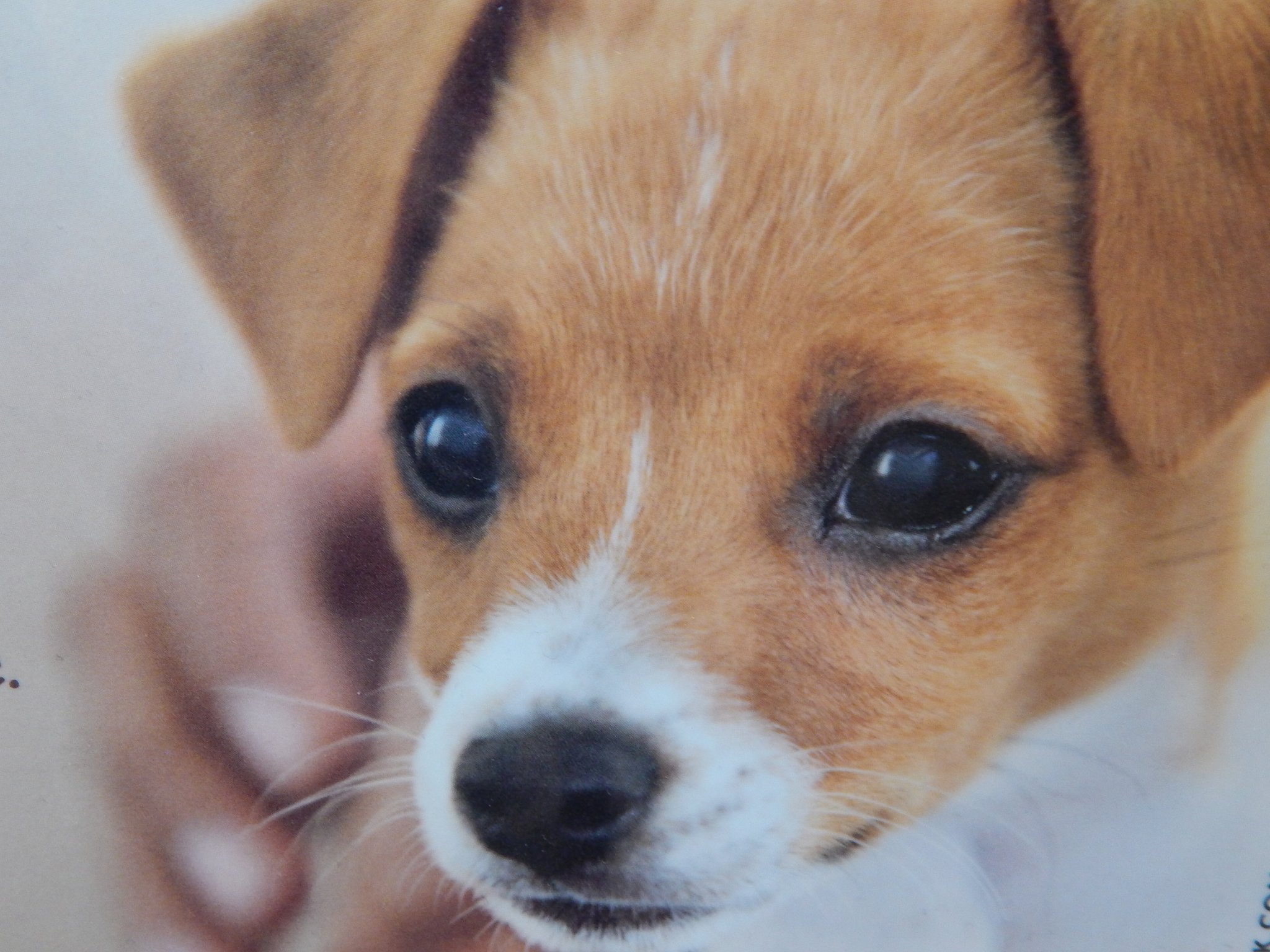 Hundeblick EssenBorbeck