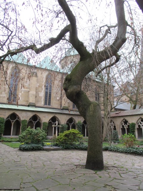 Baum wächst aus dem Beton...