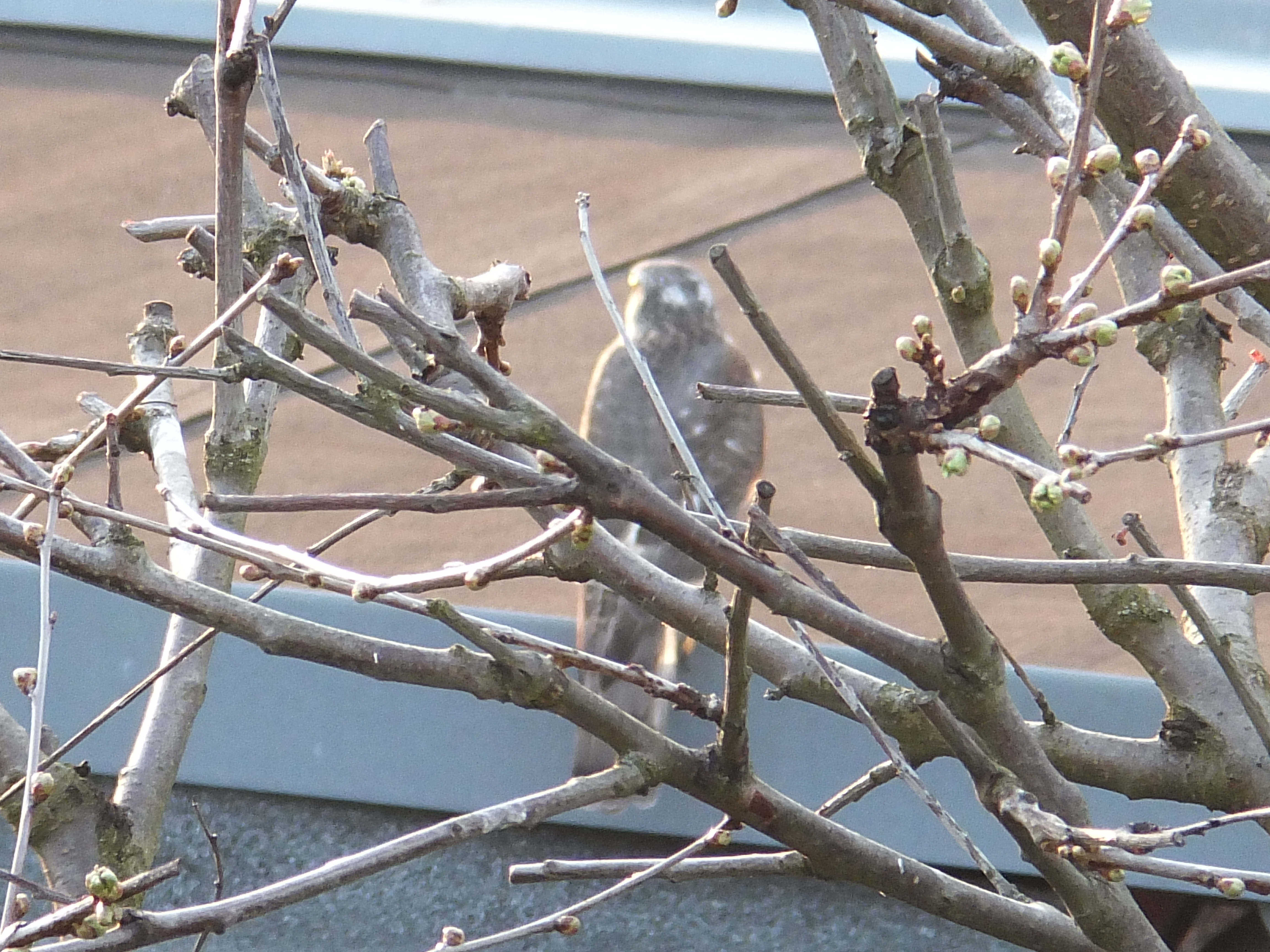Ob verstecken hilft?