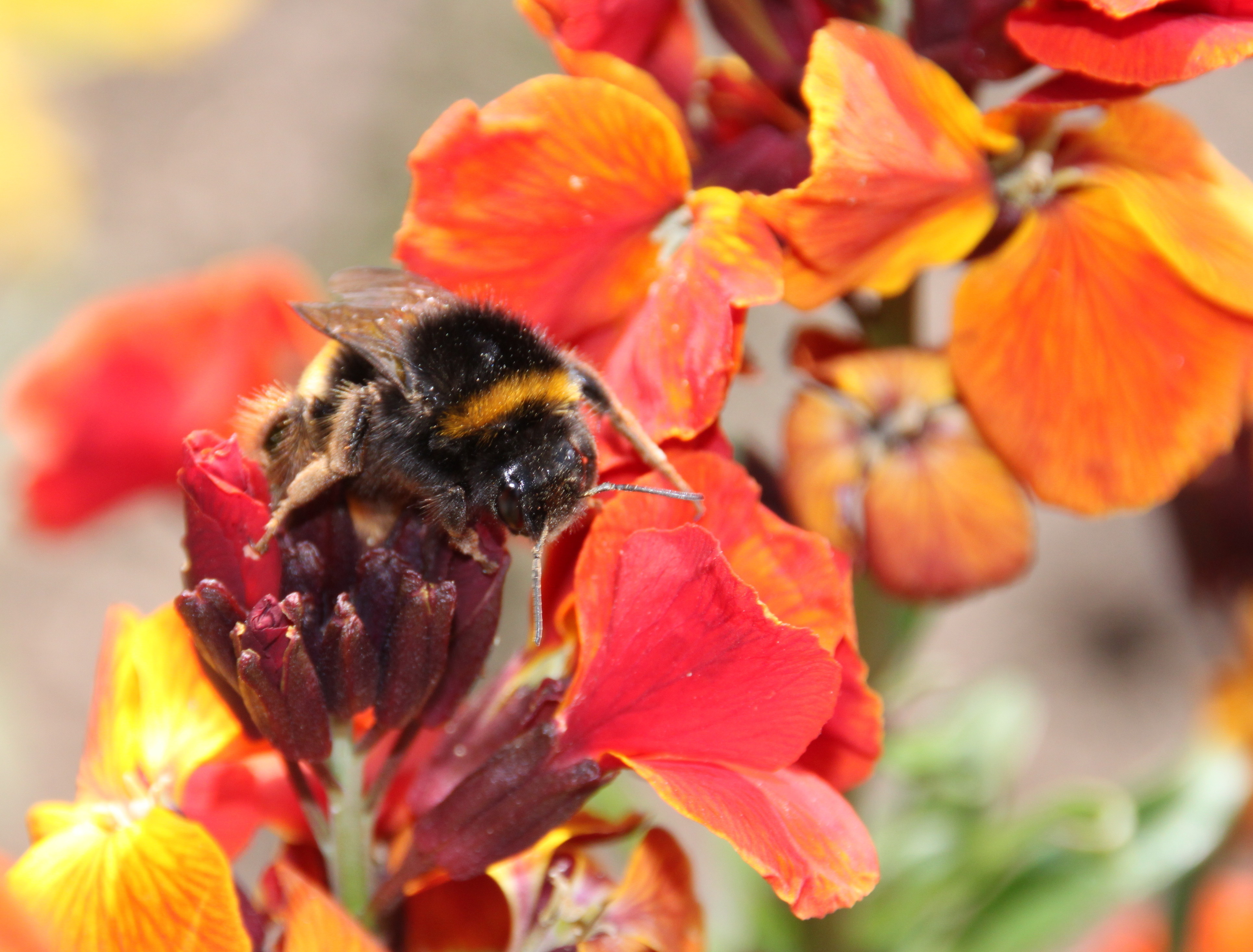 die Hummel ...