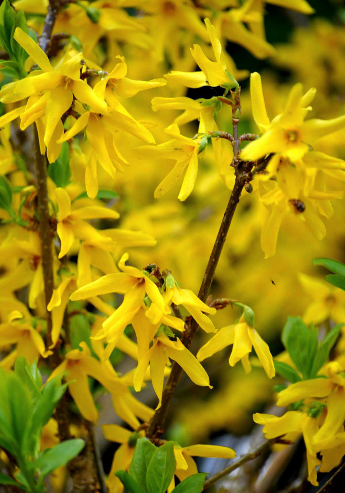 Forsythien...